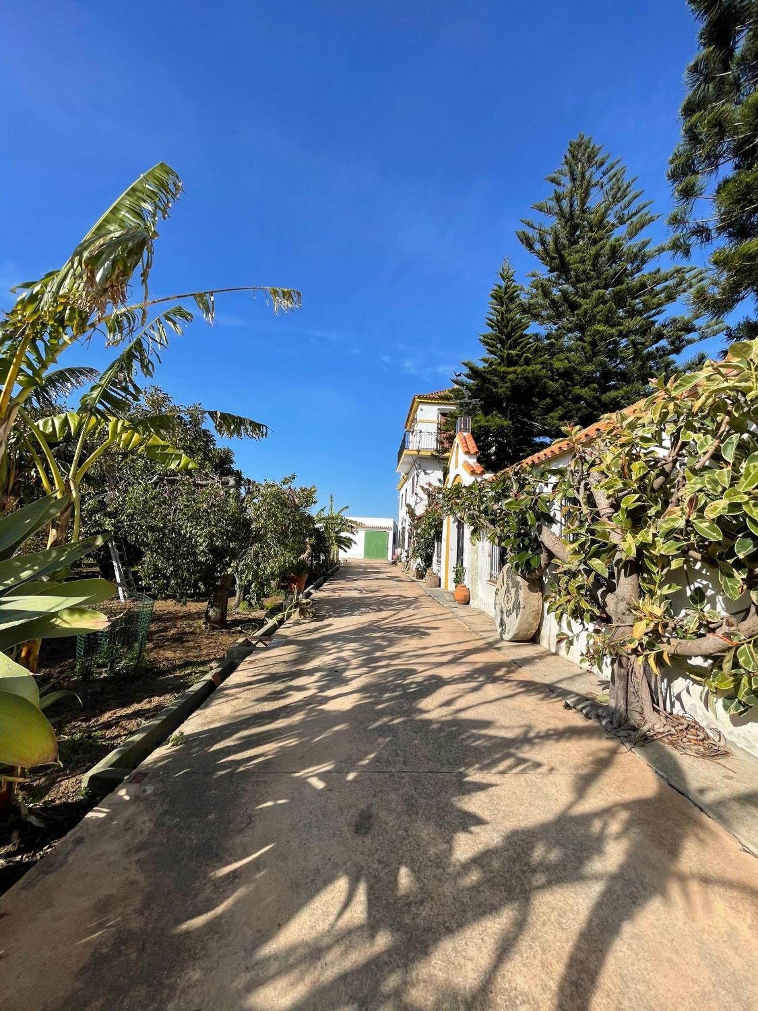 Finca La Tacita - Petunia コニル・デ・ラ・フロンテラ エクステリア 写真